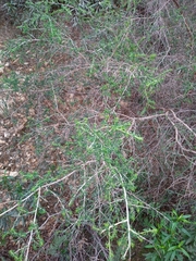 Adenocarpus telonensis