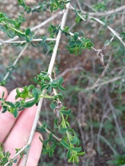 Adenocarpus telonensis