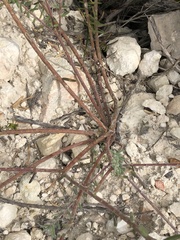 Polygala peduncularis