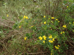 Coronilla valentina