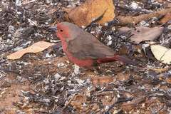 Mali Firefinch photo 1