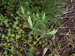 Lavandula viridis