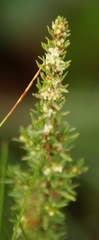 Anthospermum rigidum subsp. pumilum image