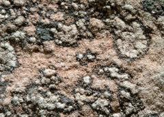 Gyrographa gyrocarpa