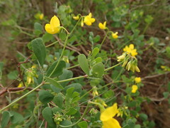 Coronilla valentina