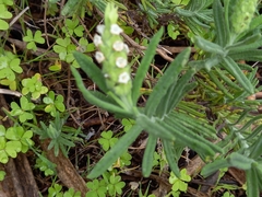 Lavandula viridis