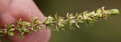 Anthospermum rigidum subsp. pumilum image