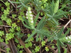 Lavandula viridis