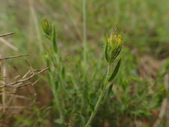 Genista tournefortii
