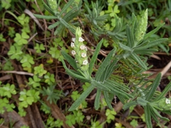 Lavandula viridis