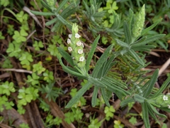 Lavandula viridis