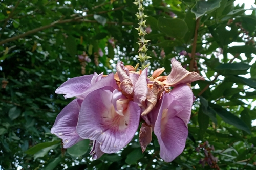 Philippine pigeonwings (Clitoria fairchildiana)