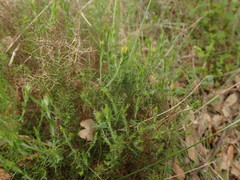 Genista tournefortii