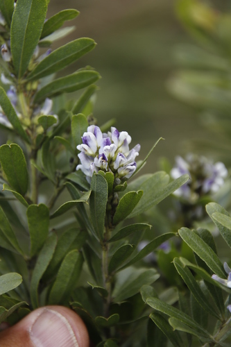 Otholobium foliosum subsp. foliosum image