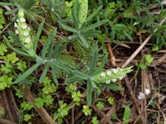 Lavandula viridis