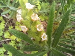 Lavandula viridis