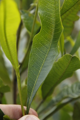 Dodonaea viscosa var. angustifolia image