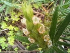 Lavandula viridis