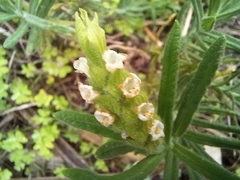 Lavandula viridis