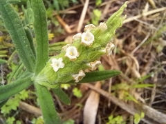 Lavandula viridis