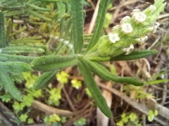 Lavandula viridis