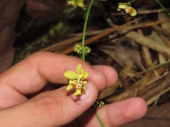 Oncidium adelaidae