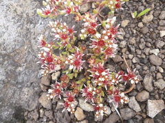 Sedum napiferum