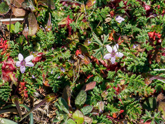 Erodium acaule