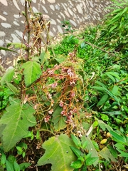 Cuscuta odorata
