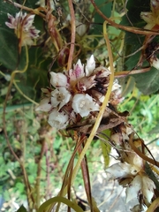 Cuscuta odorata