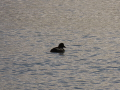 Bucephala clangula americana