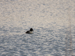 Bucephala clangula americana
