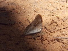 Archaeoprepona chalciope