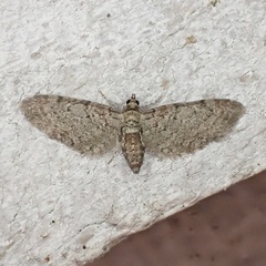 Eupithecia swettii