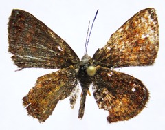 Calephelis laverna