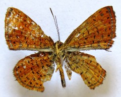 Calephelis laverna