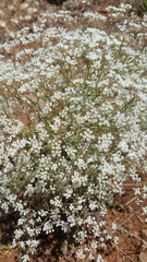 Pimpinella corymbosa