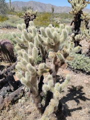 Cylindropuntia bigelovii