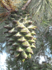 Pinus maximartinezii