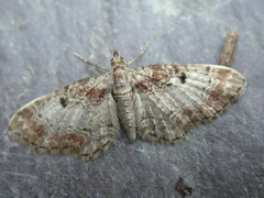 Eupithecia johnstoni