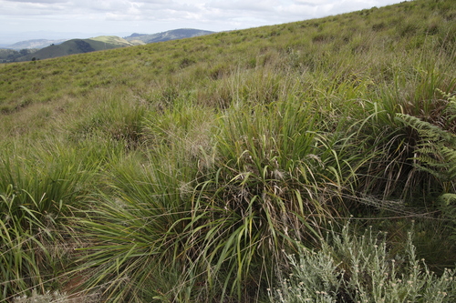 Eragrostis acraea image