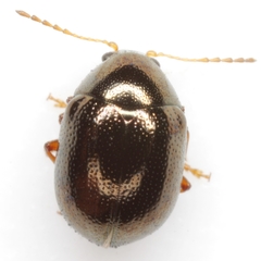 Spintherophyta globosa