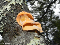 Aleurodiscus vitellinus