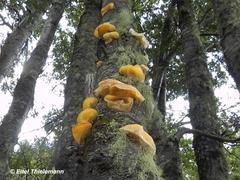 Aleurodiscus vitellinus