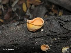 Aleurodiscus vitellinus