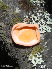 Aleurodiscus vitellinus