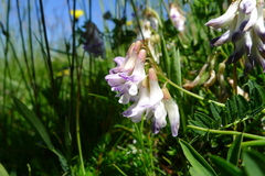 Vicia orobus