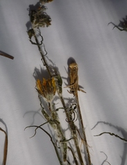 Tragopogon ucrainicus