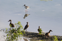 Himantopus mexicanus
