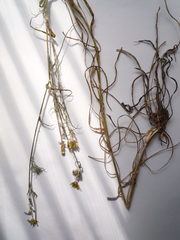 Tragopogon ucrainicus